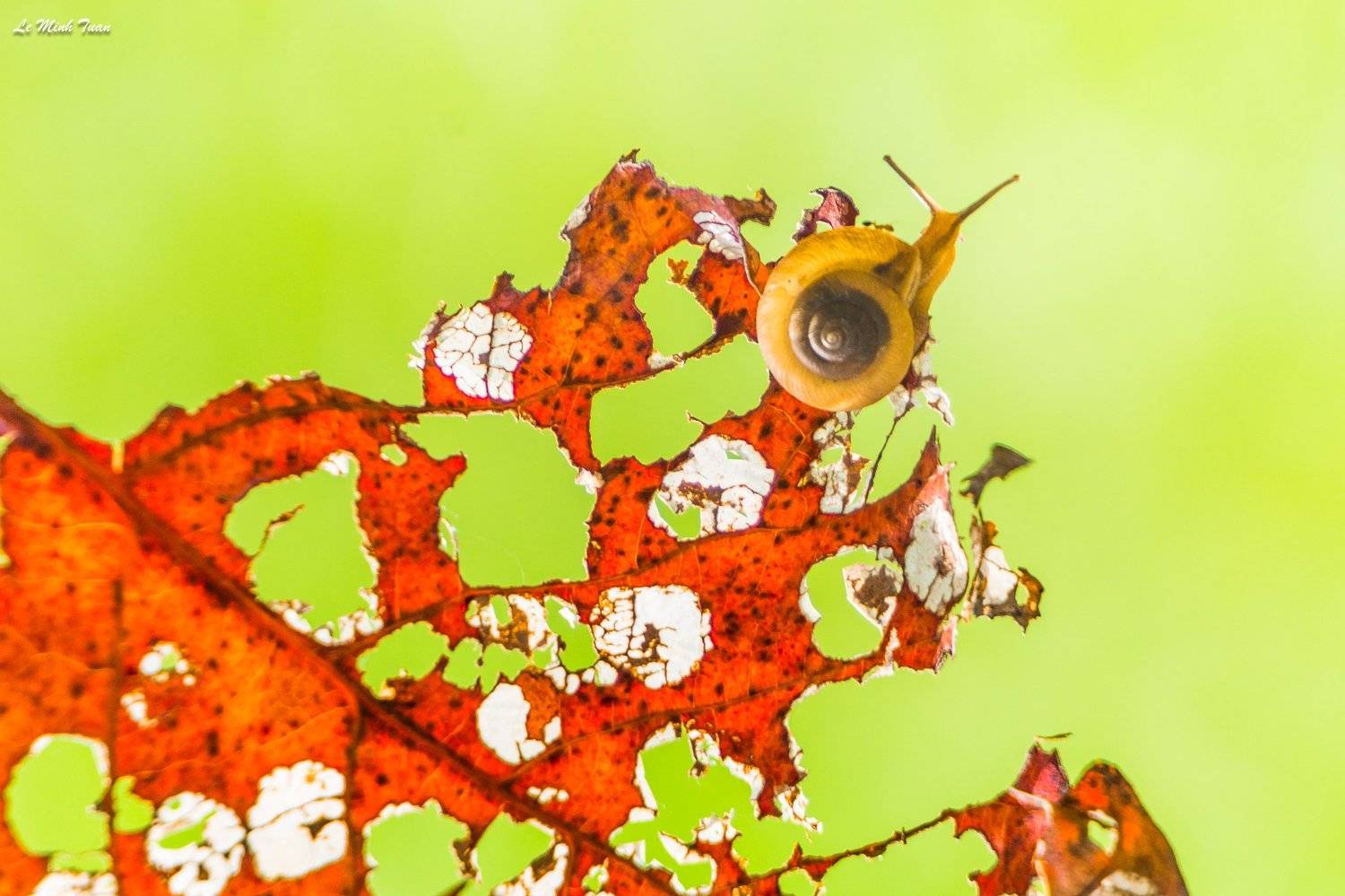 snail, L&ecirc; Minh Tuấn