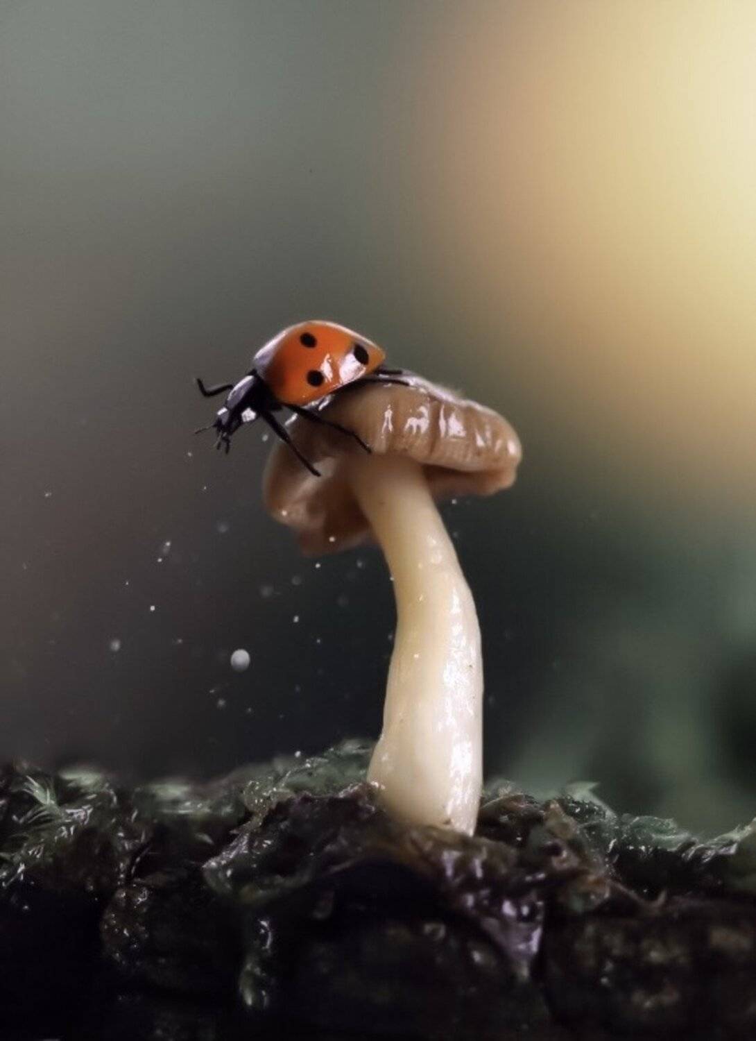 Ladybug, night, macro, macronature, nature, fauna, природа, макро, ночь, гриб, mushroom, forest, лес, божьякоровка , Людмила Гудина