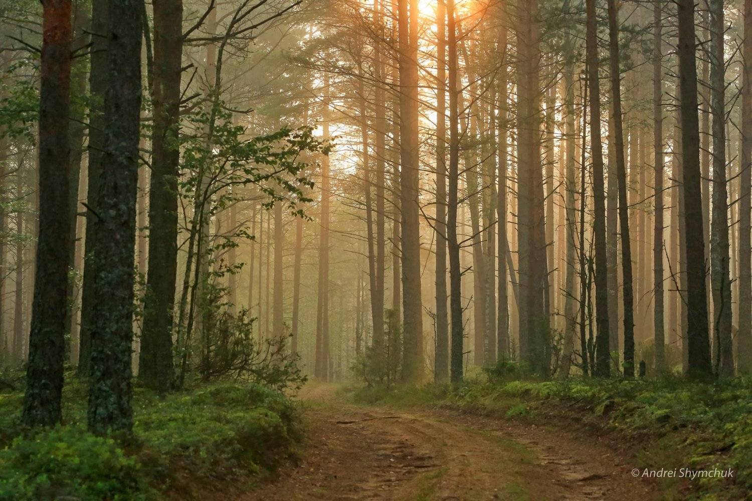 , Андрей Шимчук