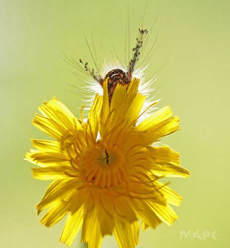 Портрет с цветком