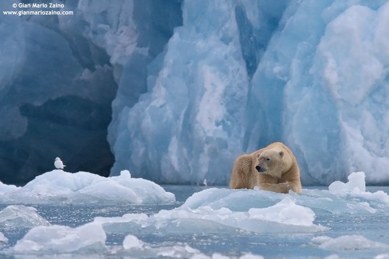 Gian Mario ZAINO - portfolio фото превью