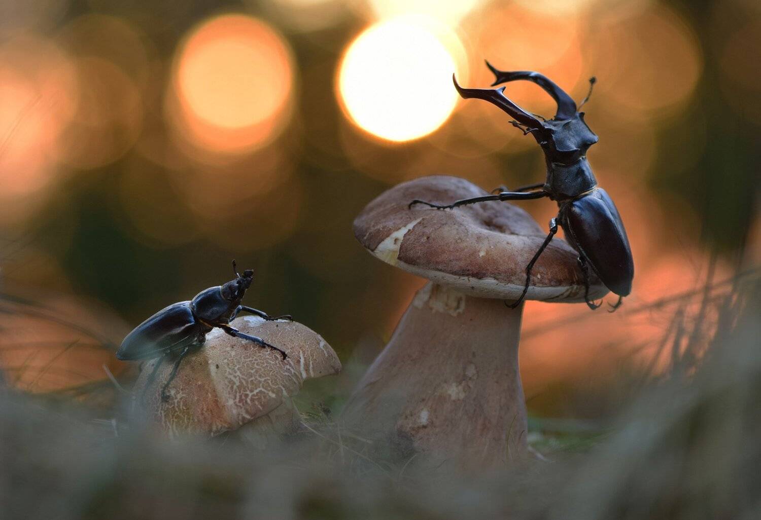 , Макеев Алексей