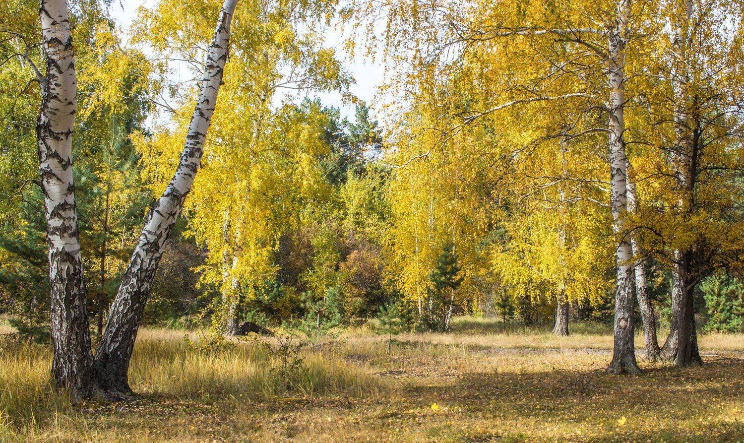 , Руслан Востриков