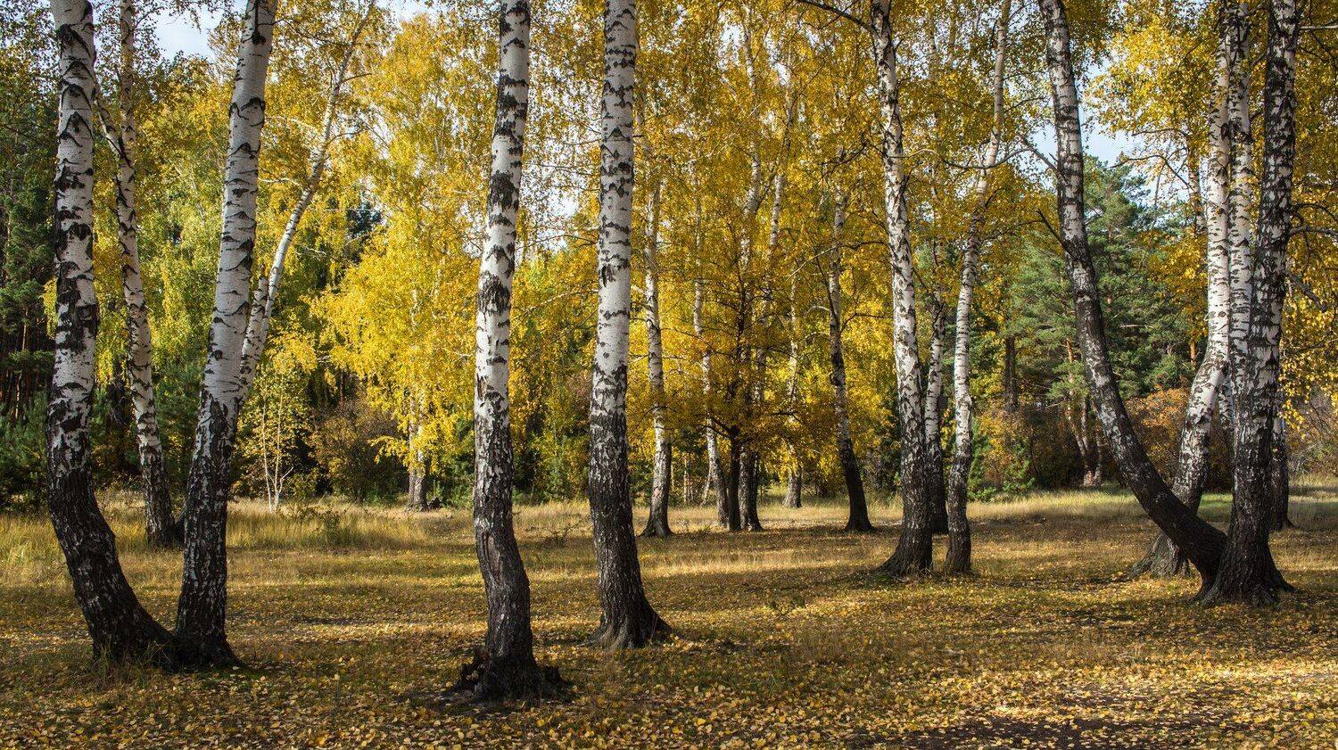 , Руслан Востриков