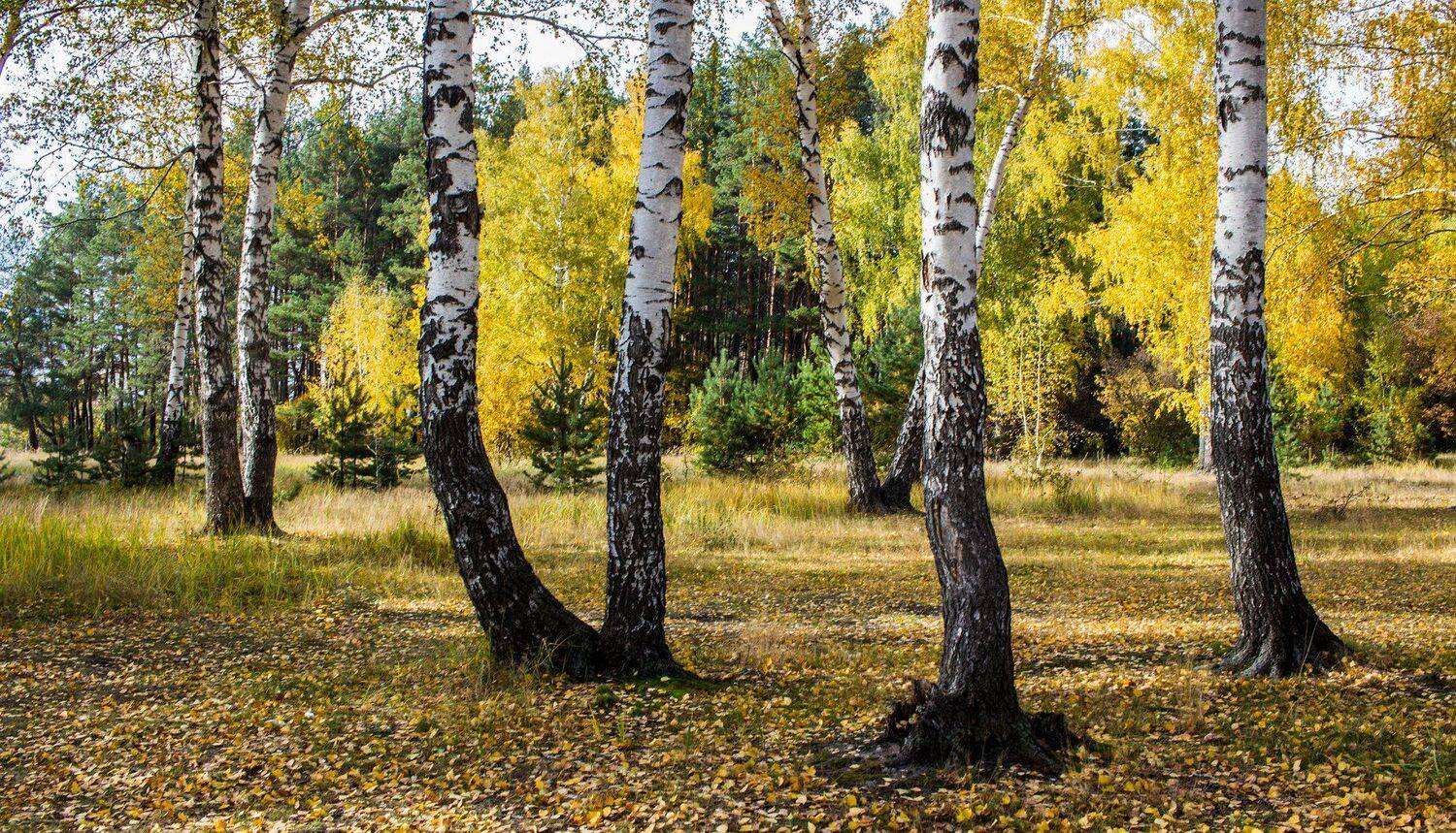 , Руслан Востриков