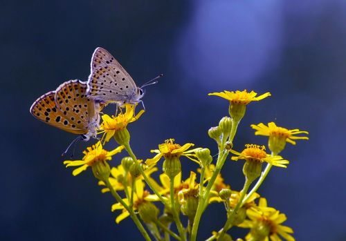 Пестики тычинки, или говорят, что света белого не видят...