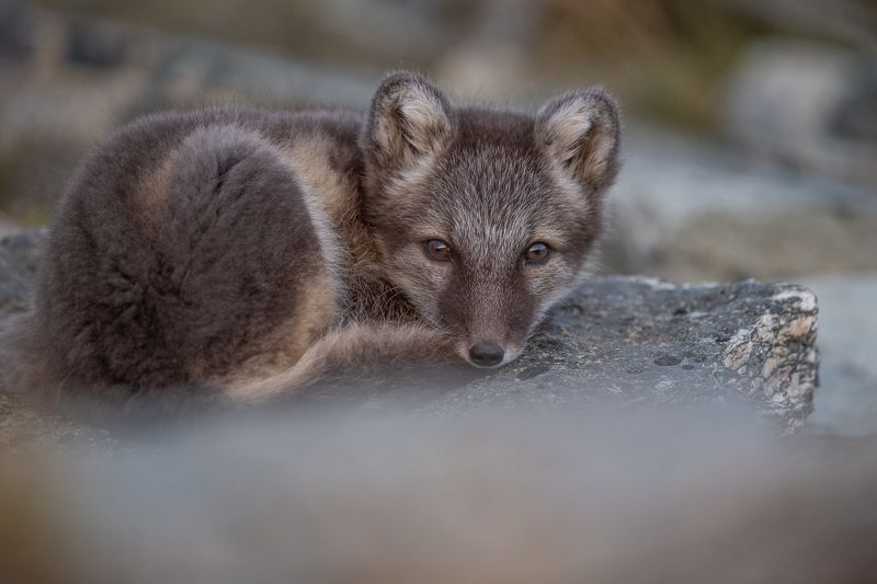 arctic fox, animal, fox The small tired arctic fox фото превью