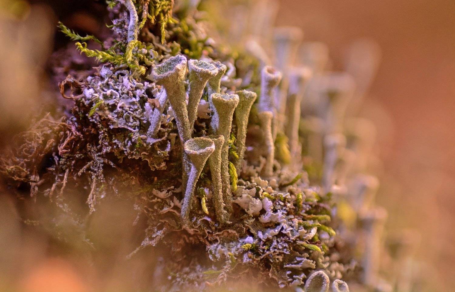 макро, природа, россия, татарстан, лишайник, мох, Рустам Афлятунов
