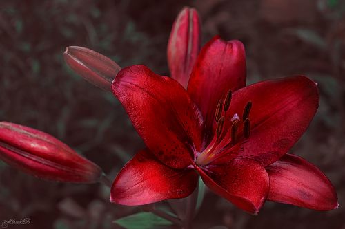 Разноцветье пёстрых лилий