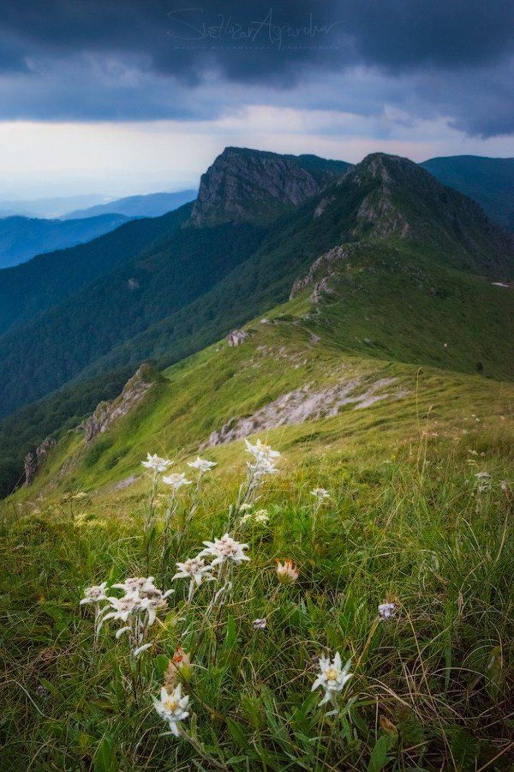 эдельвейс, горы, приключения, пейзаж, природа, дождь, дикие, цветы, Светлозар Аспарухов