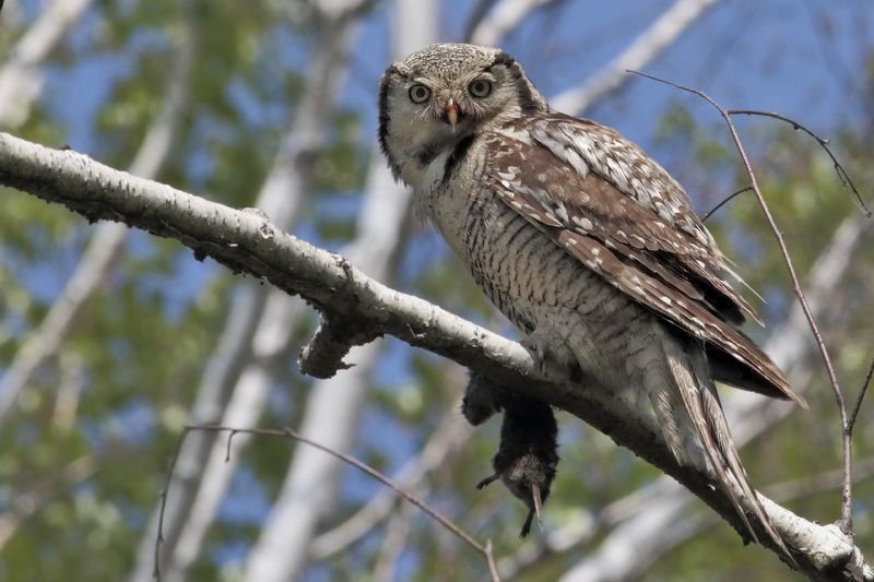 SU фото превью