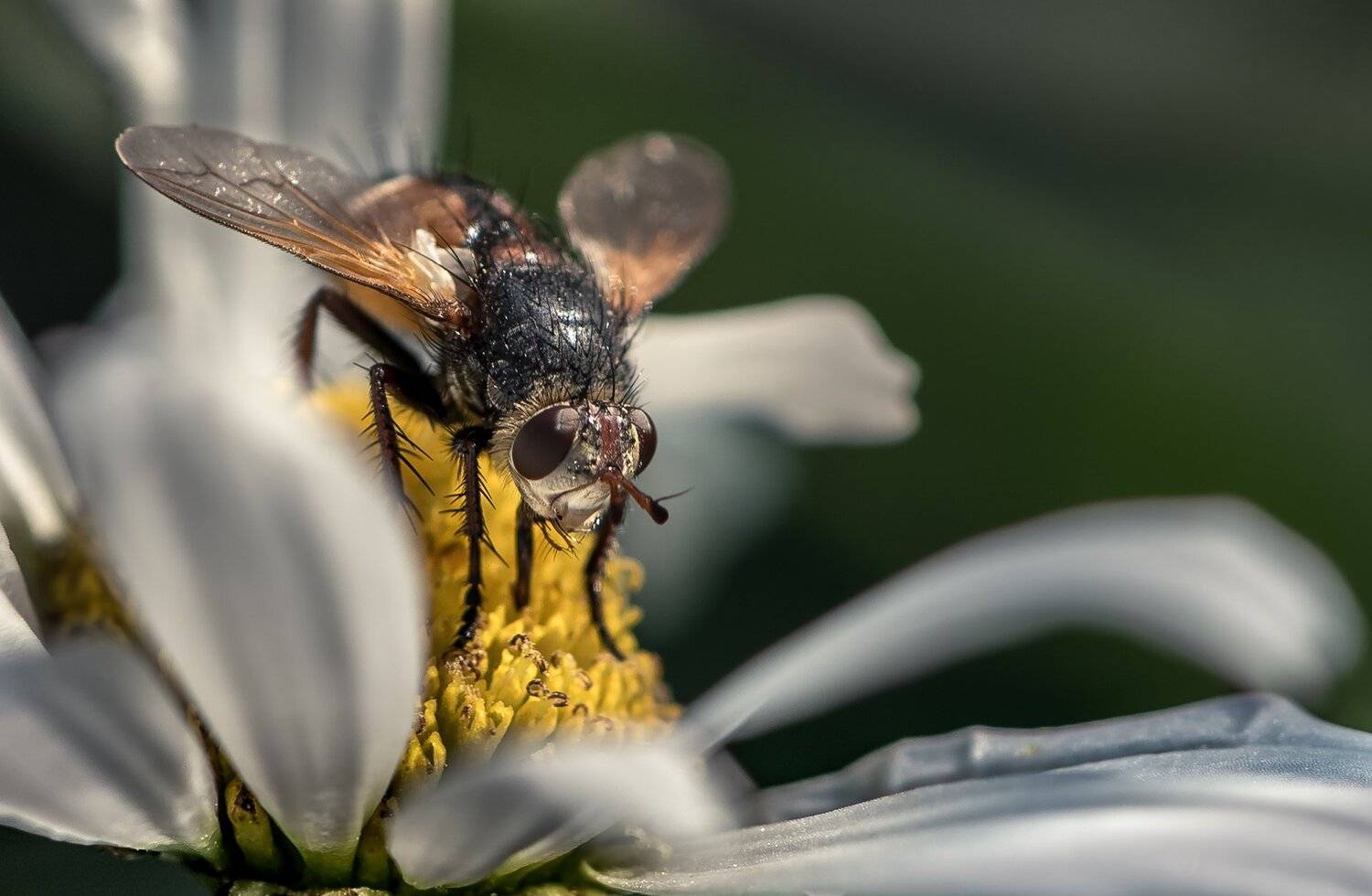 природа, макро, насекомое, ежемуха, Неля Рачкова