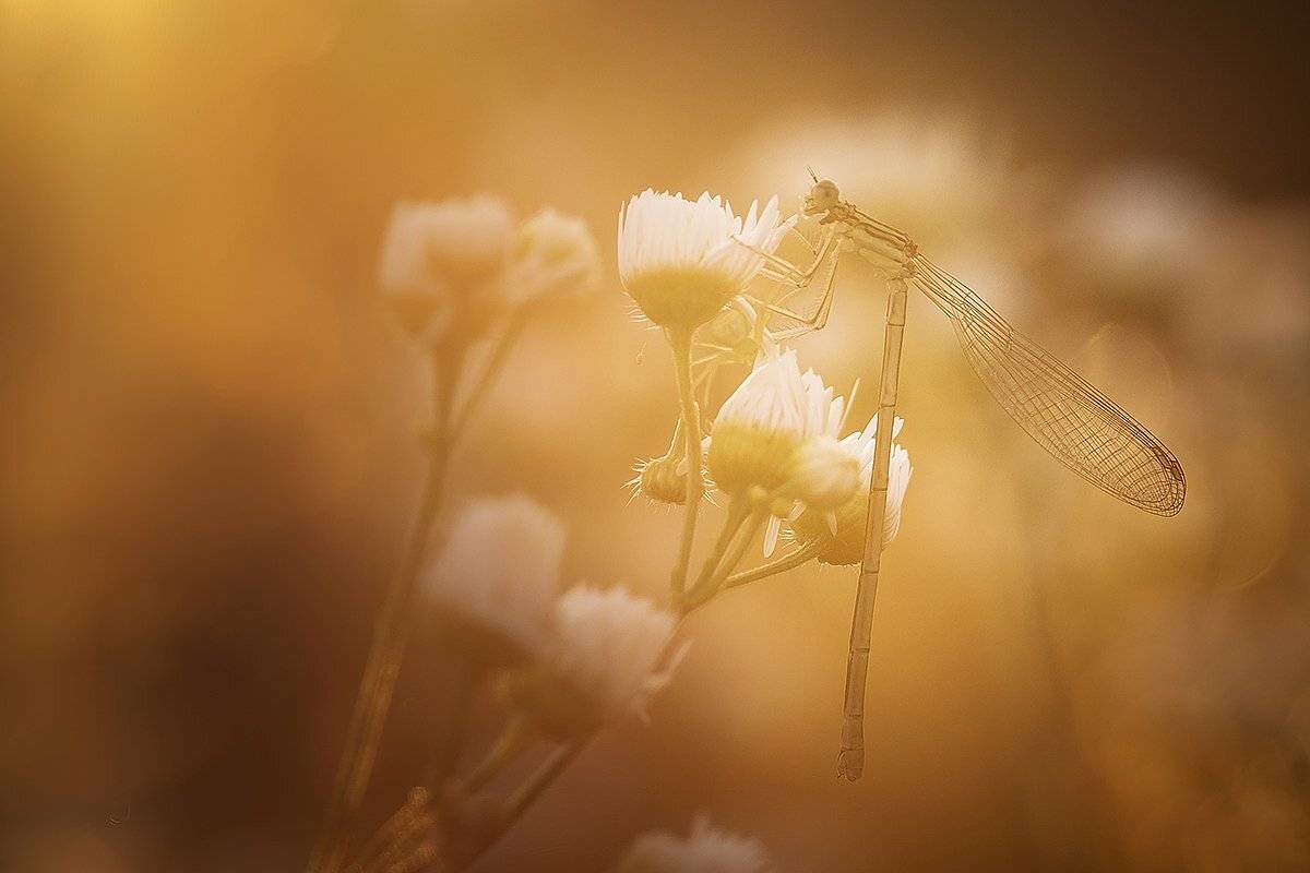 , Nicolae Fanurie Chirobocea