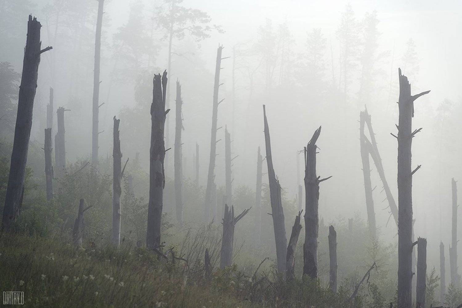 пейзаж, утро, туман, пейзаж,, Дмитрий Доронин