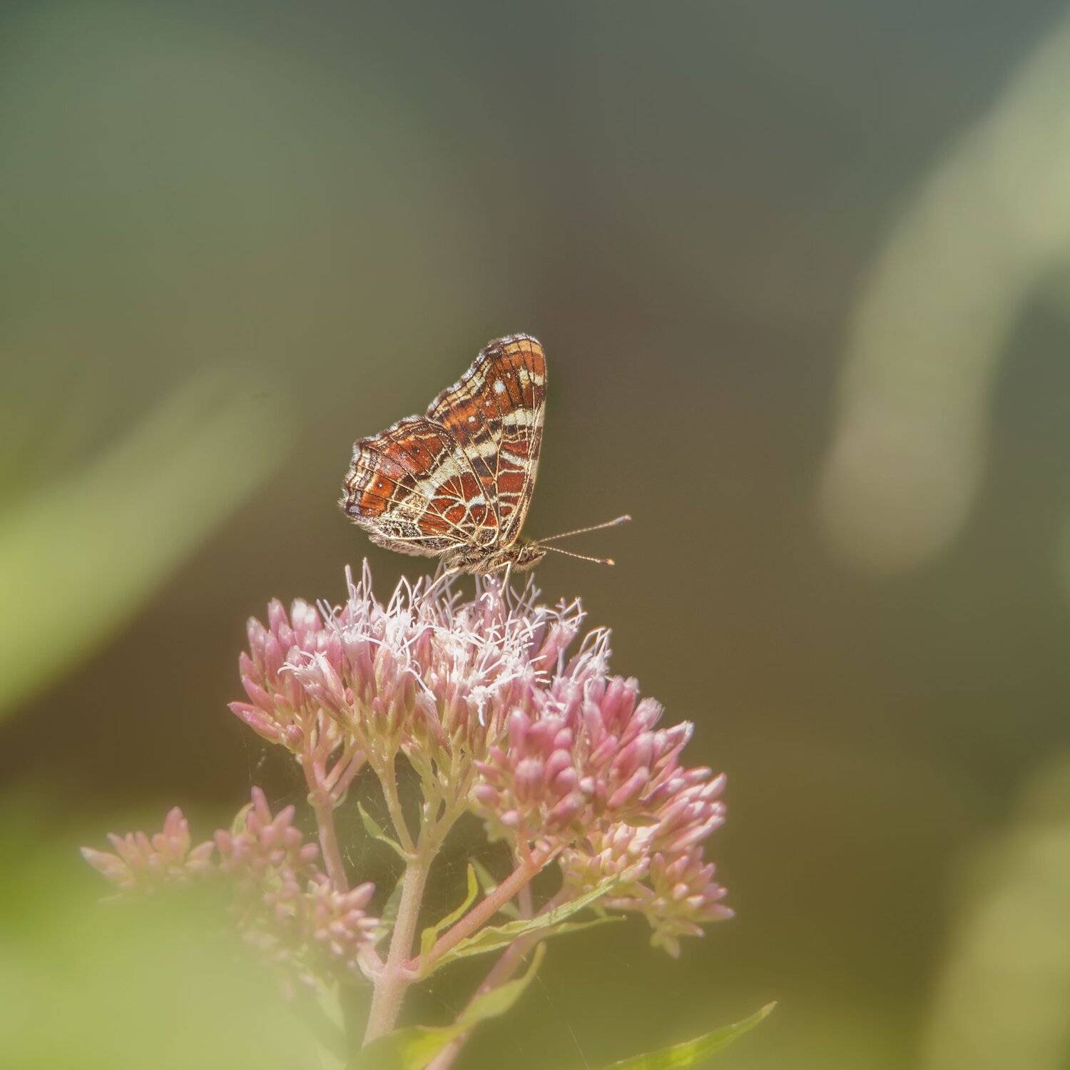 , Arkadiusz Michalak