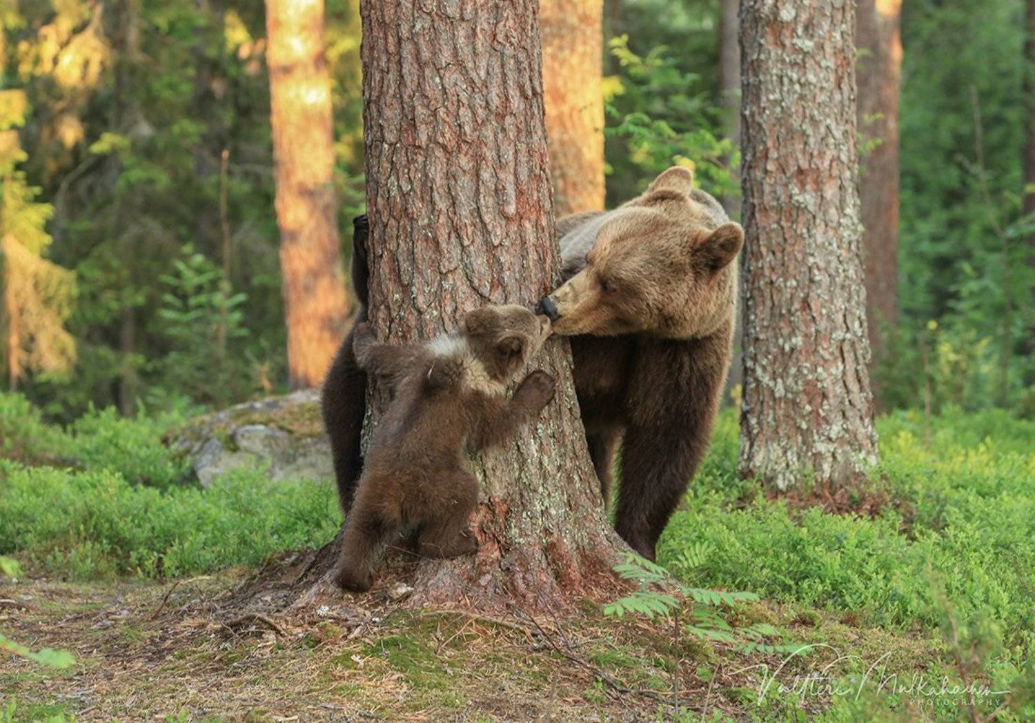 , Valtteri Mulkahainen