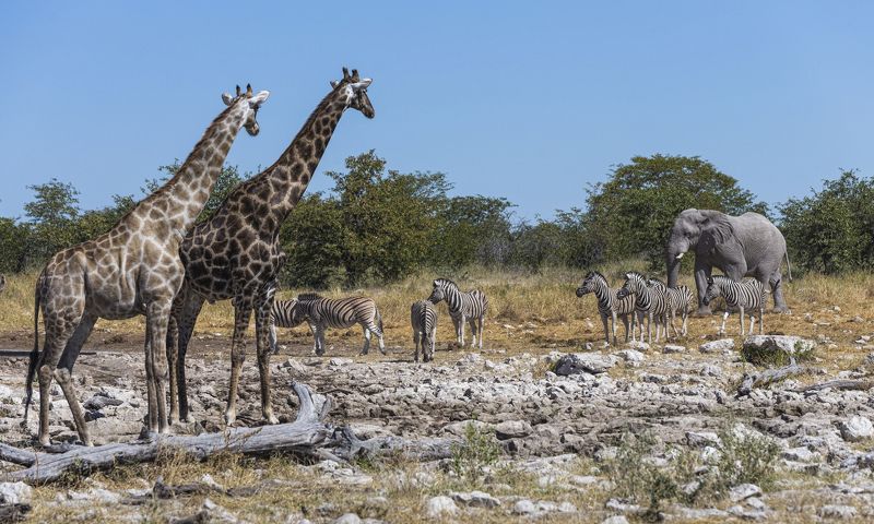 Намибия Этоша фото превью