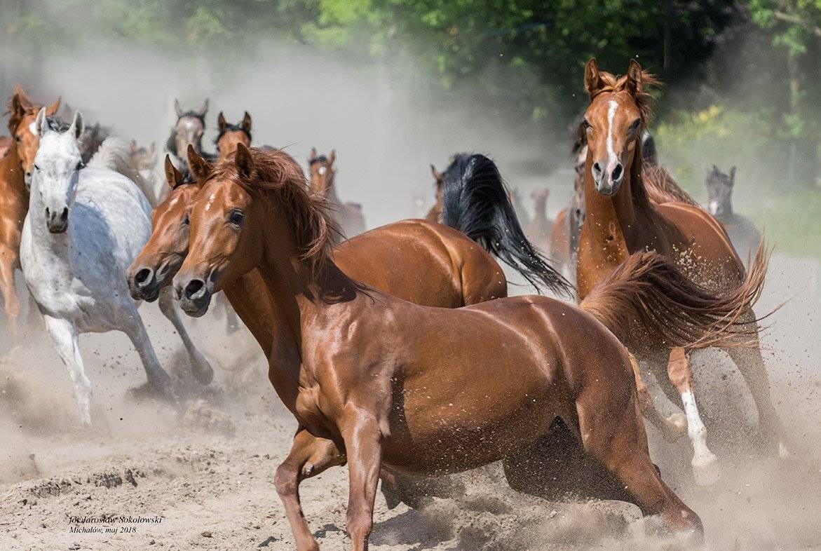 , Jarosław Sokołowski