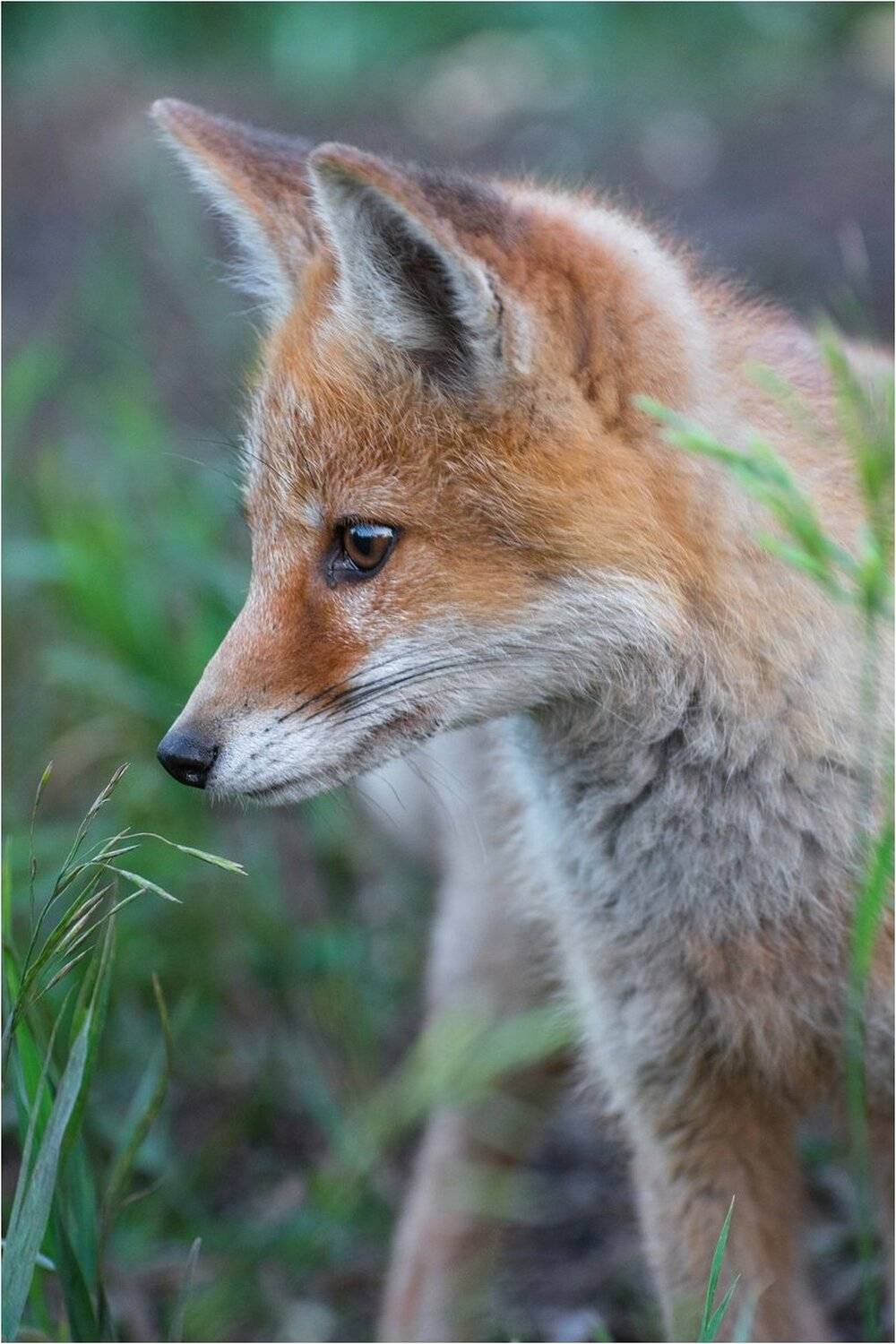 , Руслан Сигушин