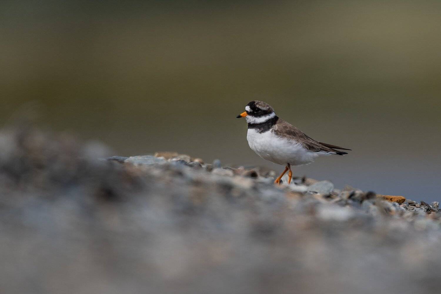 Common ringed plover, bird, Arnfinn Malmedal