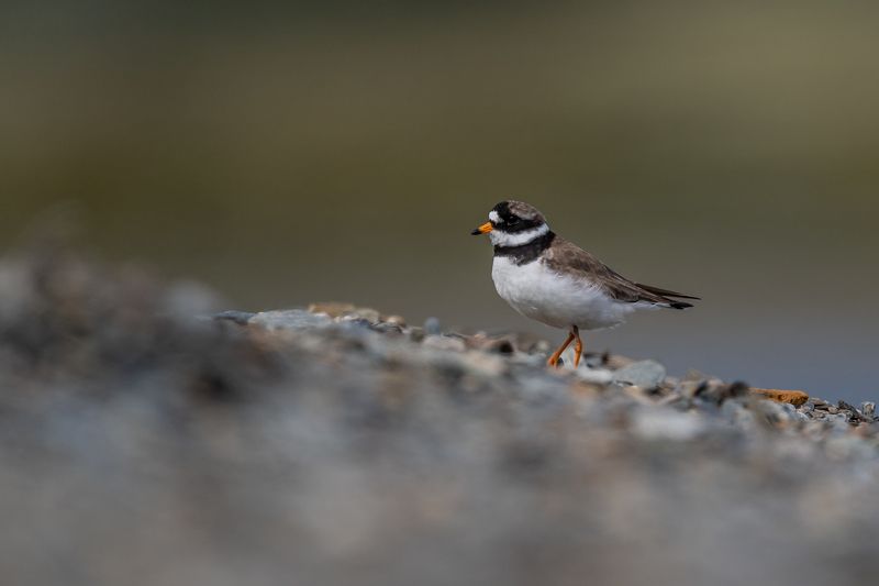 Common ringed plover, bird Common ringed plover фото превью
