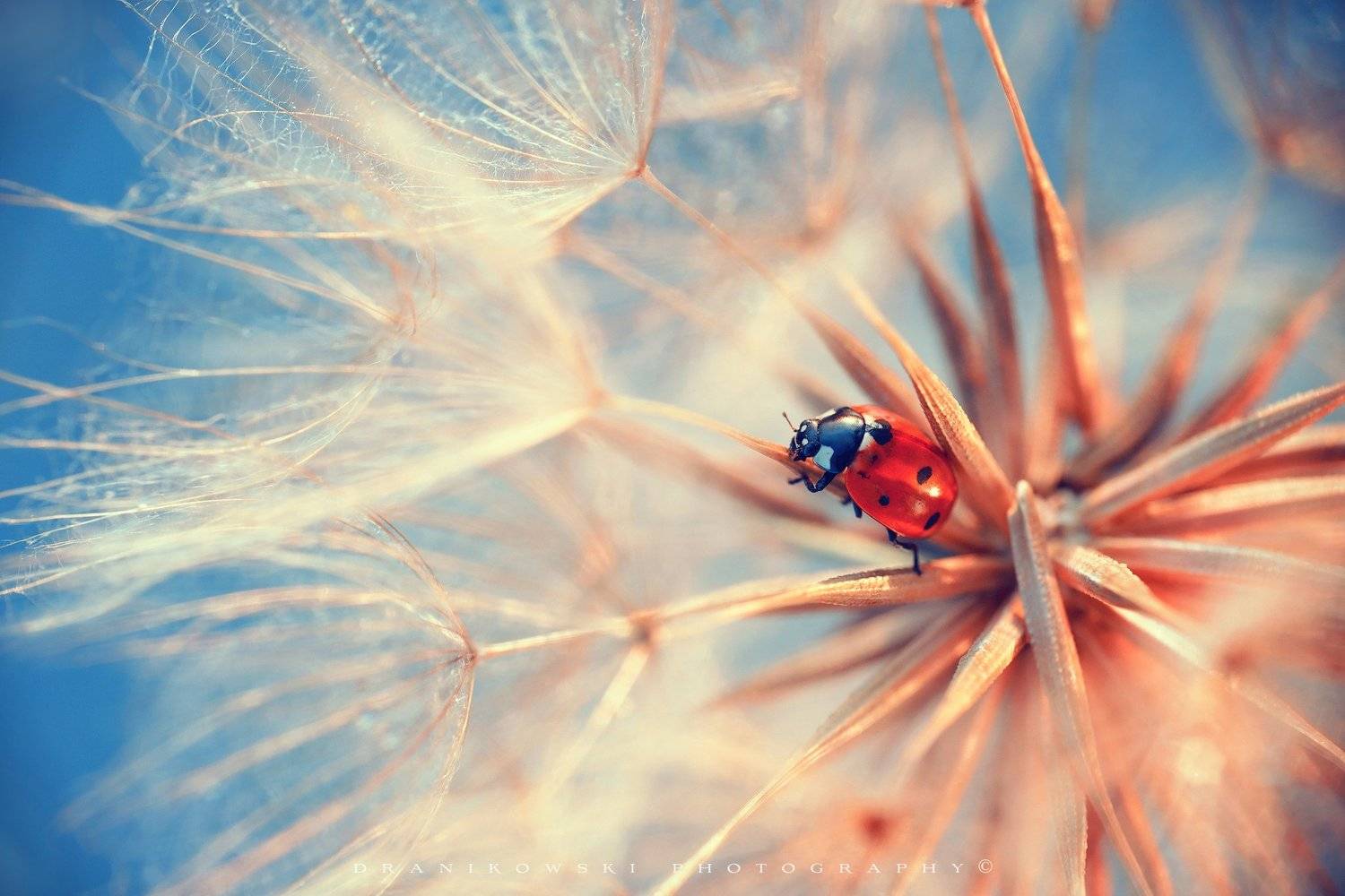 ladybird ladybug biedronka божья коровка macro dranikowski m42, Radoslaw Dranikowski
