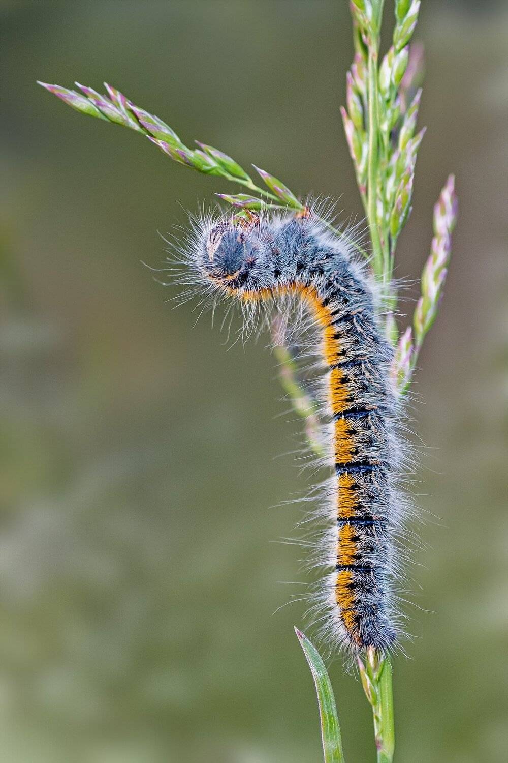 гусеница,трава,лист,лапы,свет,фон, Юрий Котов