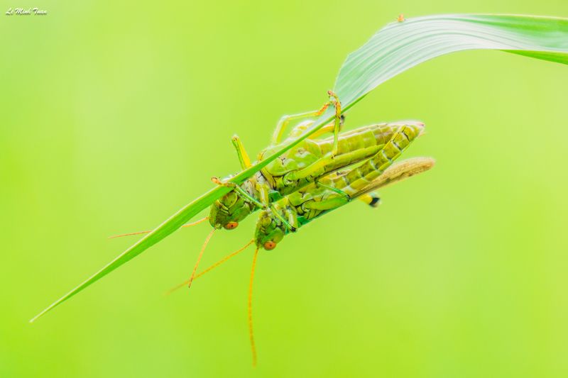grasshoper Mating season фото превью