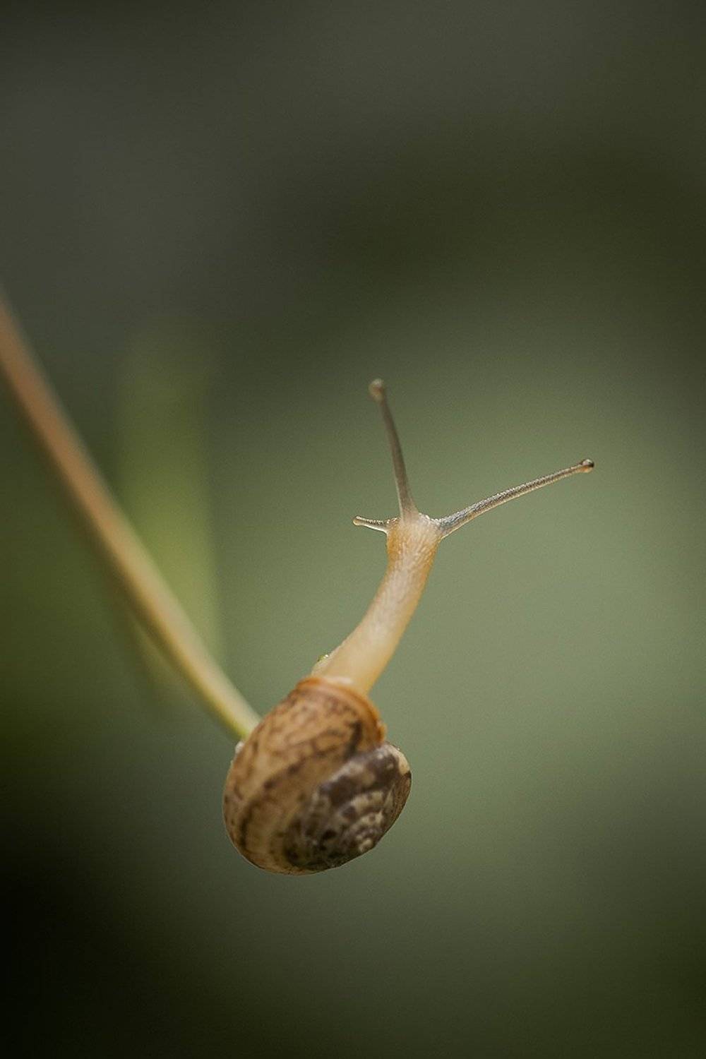 , Nicolae Fanurie Chirobocea