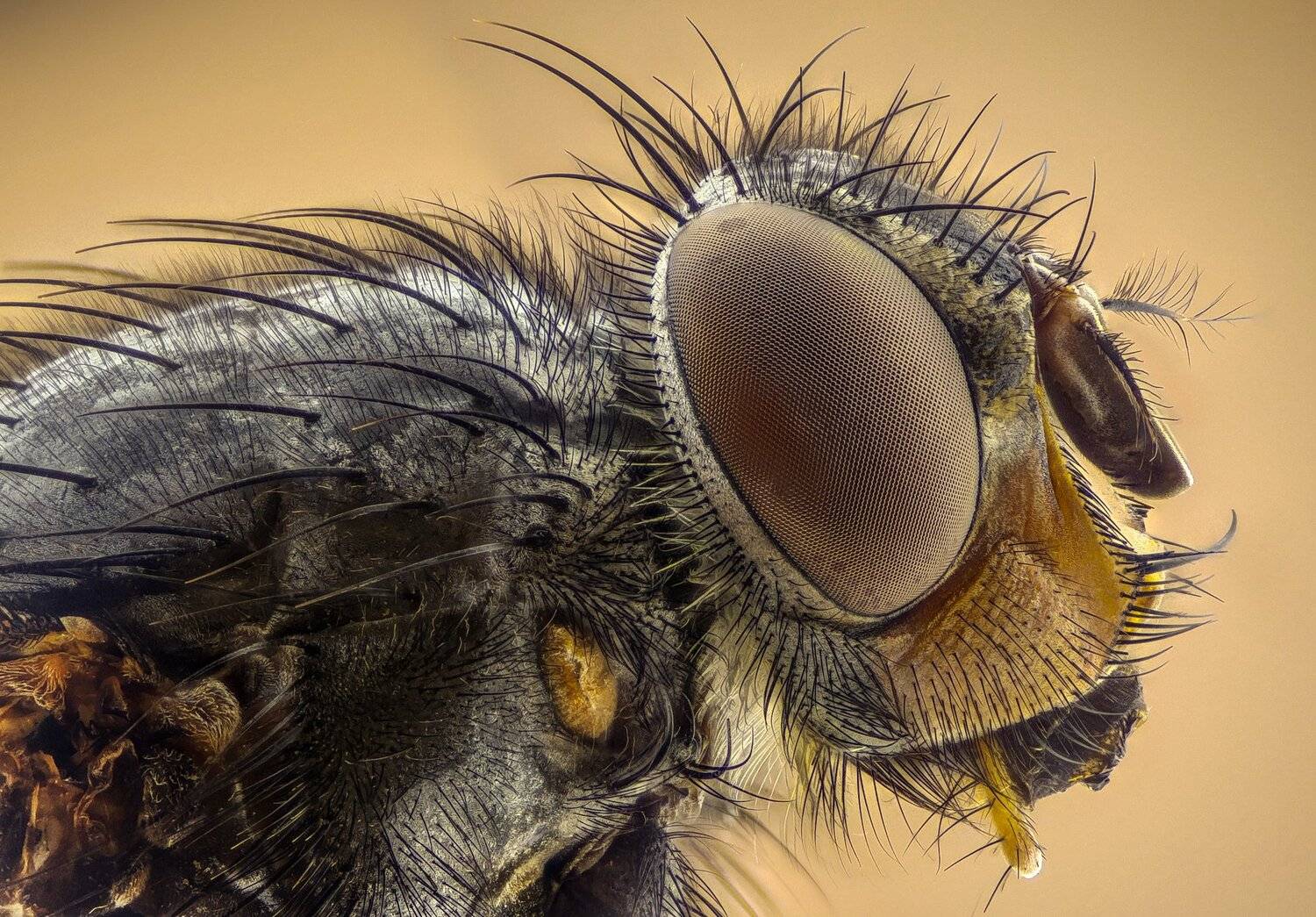 ceclii, macro, extrememacro, Tsvetan Ganev