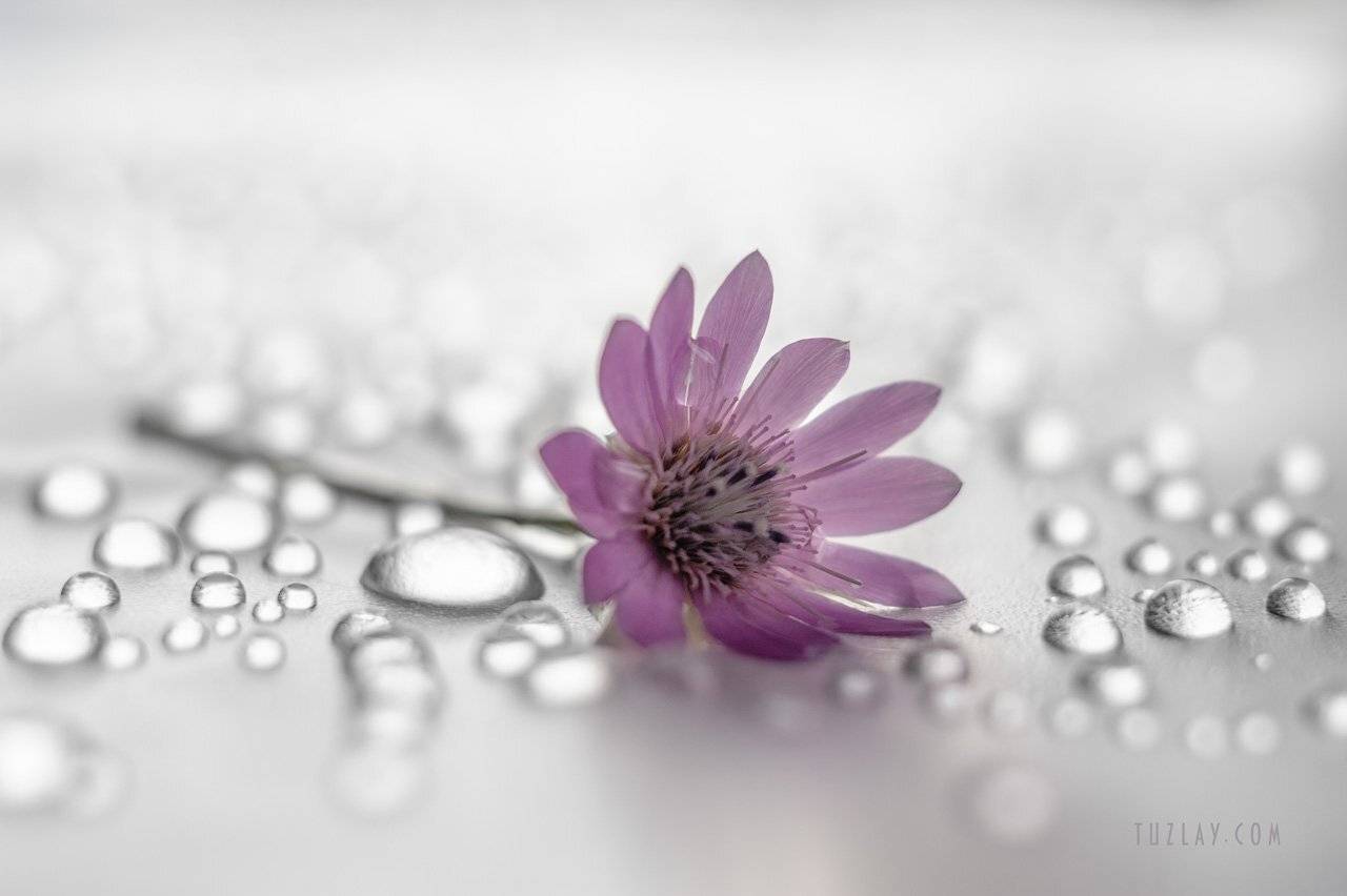 сухоцвет, бессмертник, юпитер 8, боке, софт фокус, капельки, Владимир Тузлай