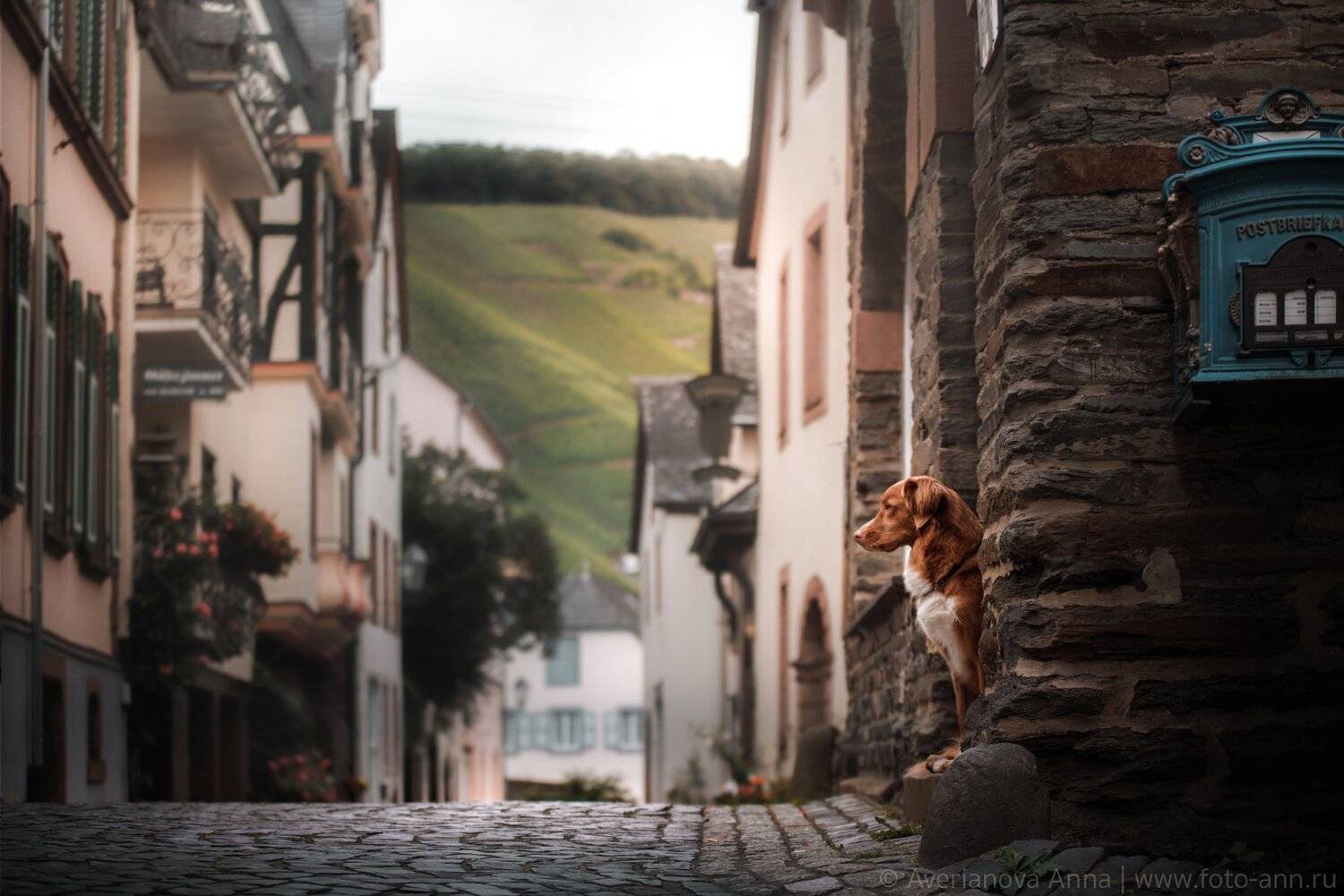 собака, город, Анна Аверьянова