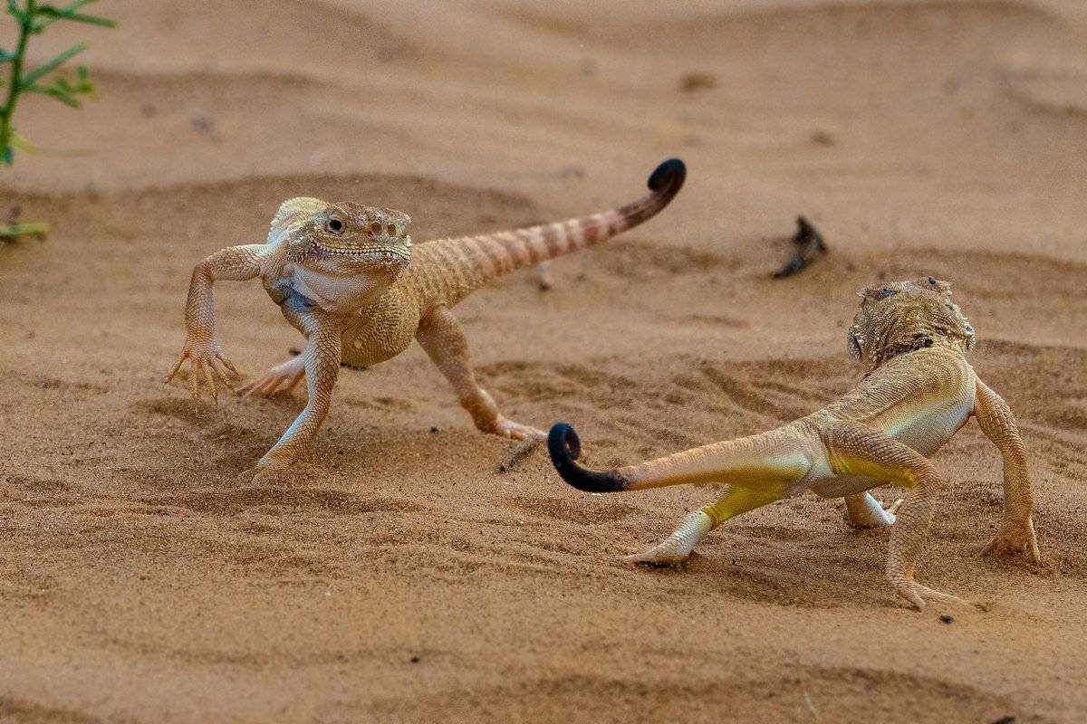 танец, Александр Маркелов