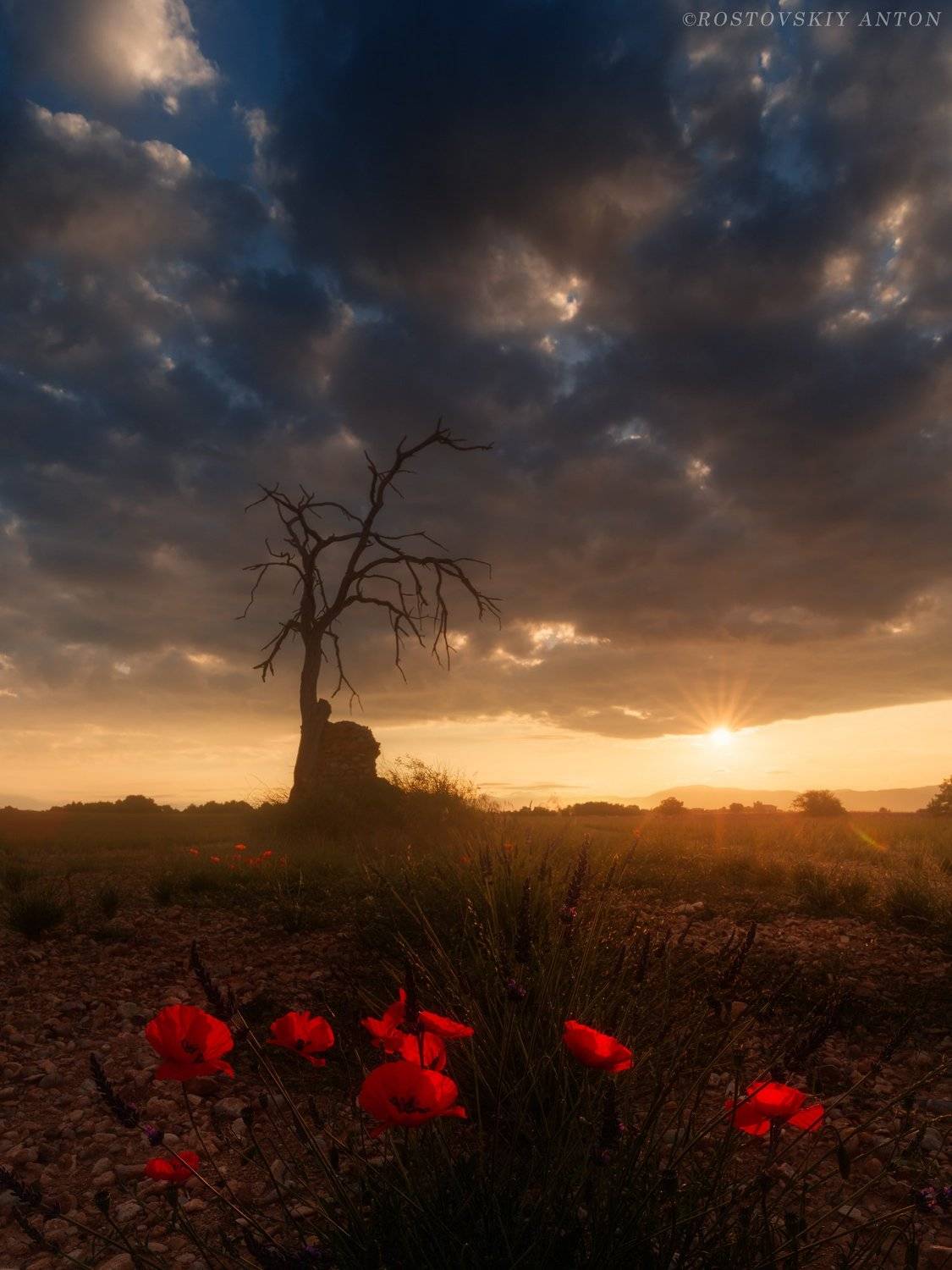 прованс, франция, фототур, фотопутешествие, triplaunch.ru, france, provence, восход, маки, утро, лучи, sunrise, sunlight,, Антон Ростовский