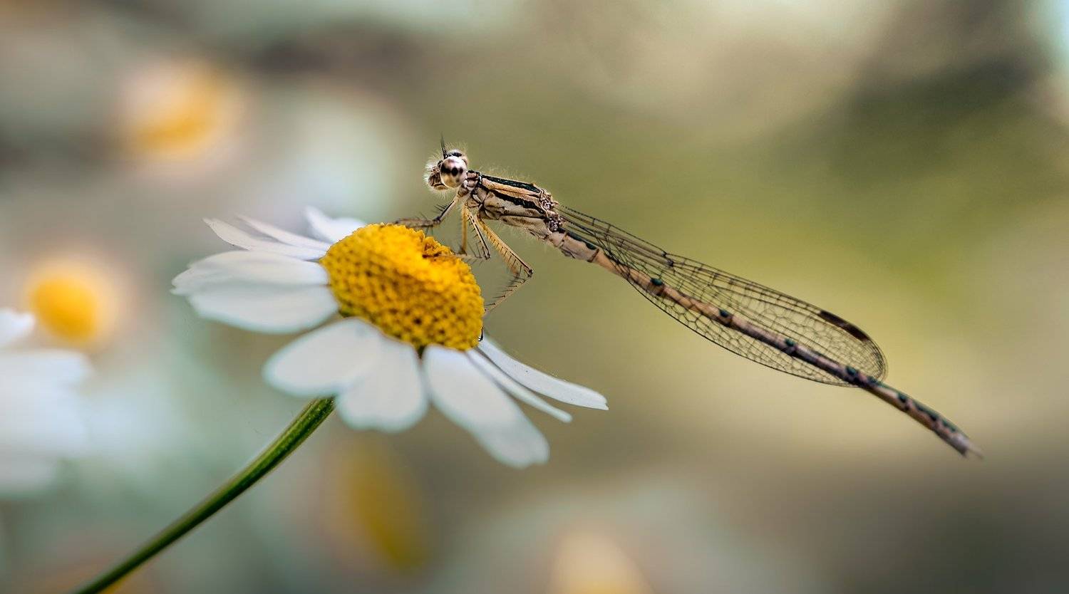 природа, макро, цветы, ромашка, насекомое, стрекоза, Неля Рачкова
