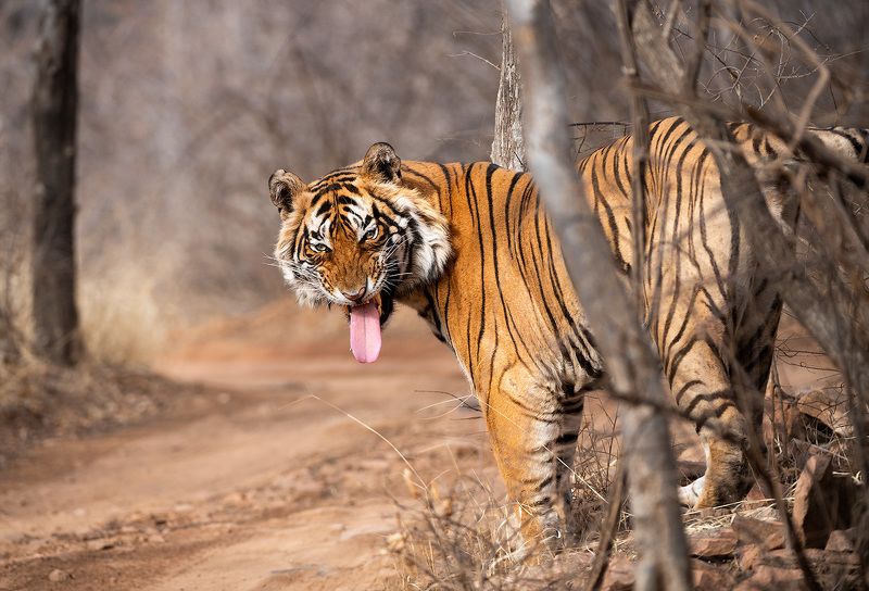 Серьезный мужчина фото превью