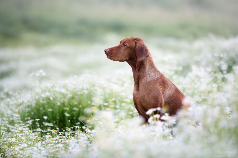 *** фото превью