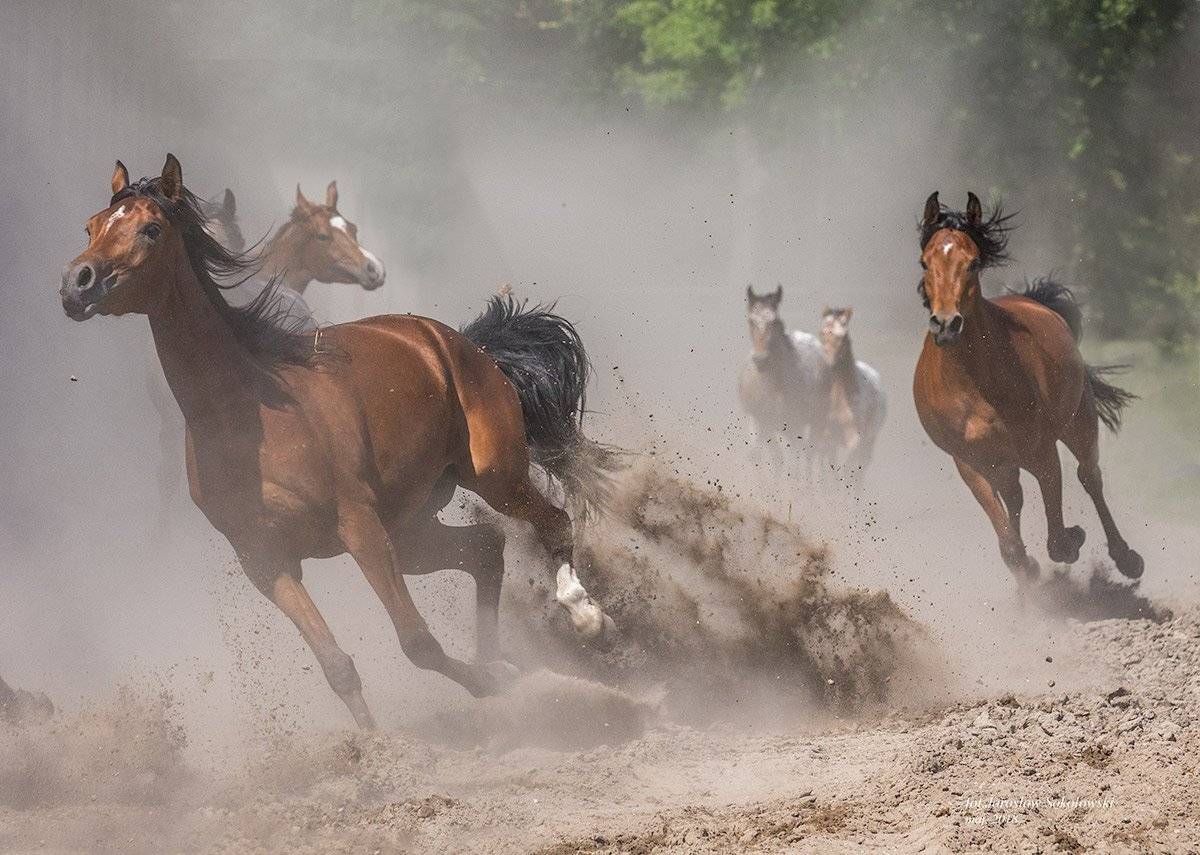 , Jarosław Sokołowski