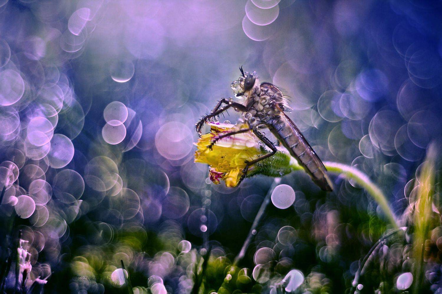 , Grzegorz macrofun Pazdyga