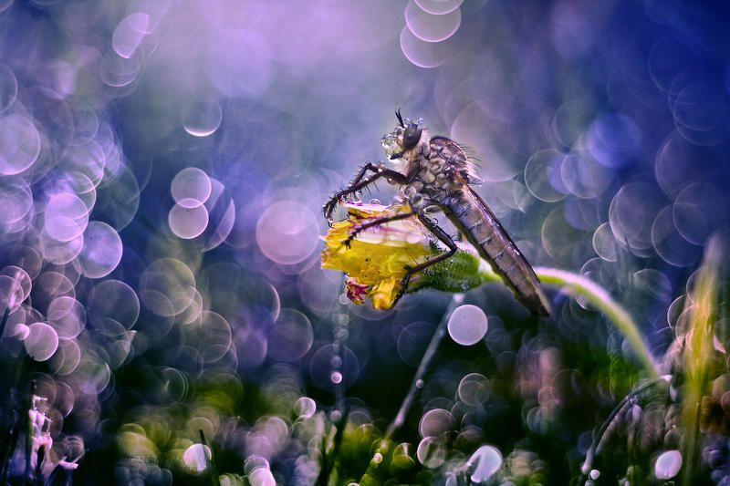 Machimus фото превью