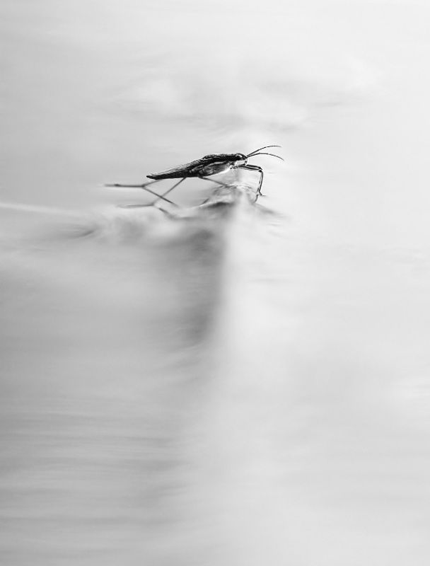 Подводное препятствие фото превью