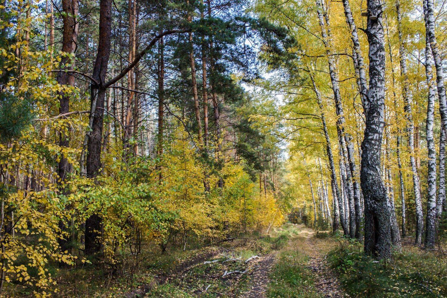 , Руслан Востриков