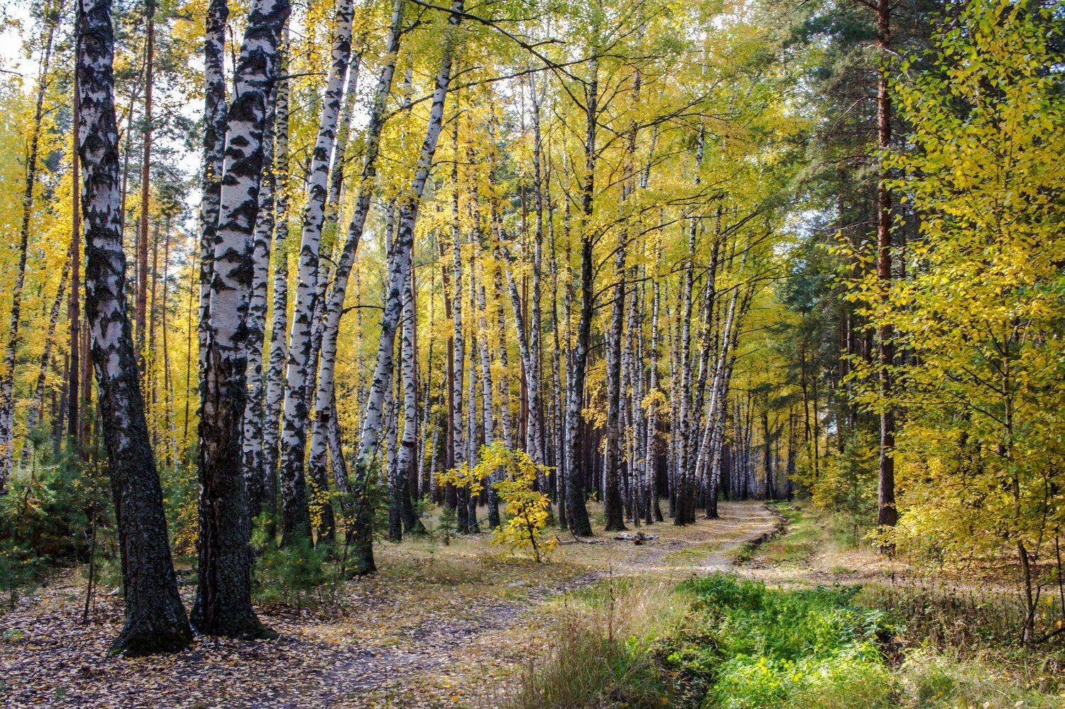 , Руслан Востриков