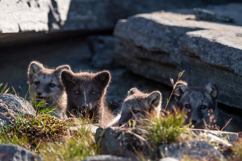 arctic fox, fox, animal 4 of the small foxes фото превью