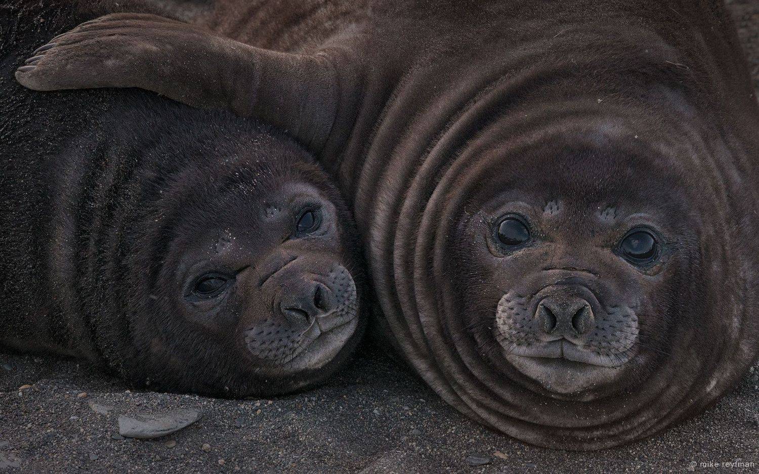 elephant seals, livingstone island, south shetlands, antarctic, Майк Рейфман