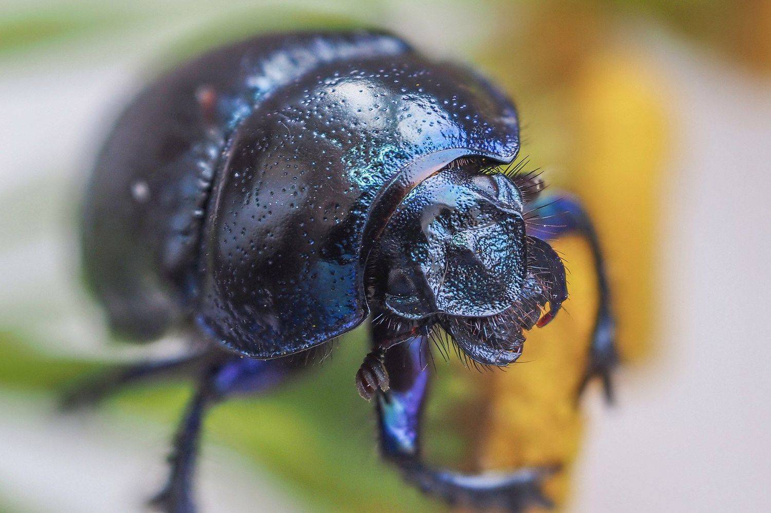 , Евгения Муравская