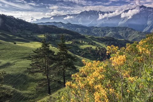 Цветение Рододендрона.
