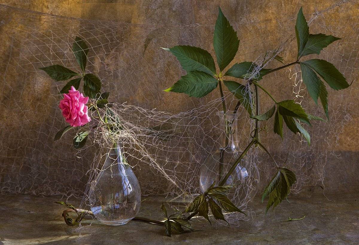 роза, Татьяна