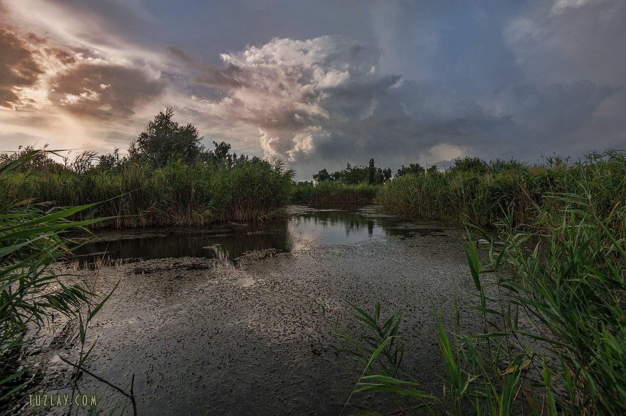 темрюк, таманский полуостров, земля таманская, камыши, водоём, Владимир Тузлай