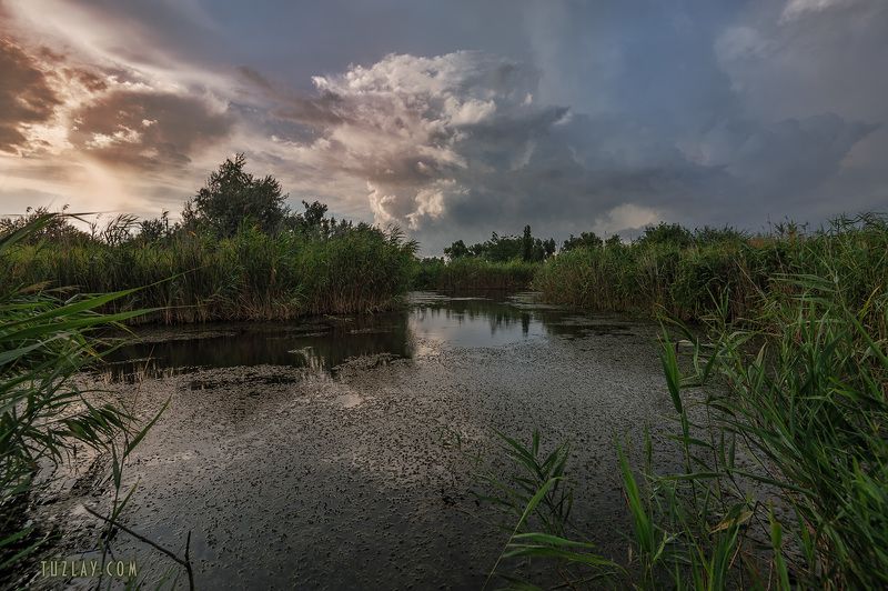 темрюк, таманский полуостров, земля таманская, камыши, водоём Где то в камышах... фото превью
